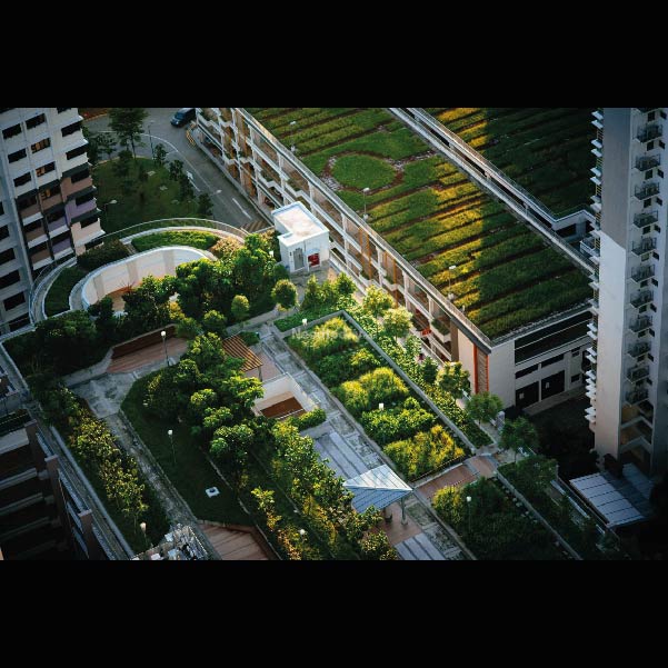 Cloudswood Radhey Skye